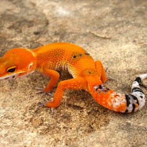 Tangerine Tornado tbx4q Female 7 photo courtesy Urban Gecko