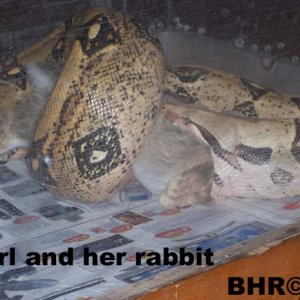 Pearil with a rabbit