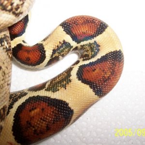 new female reduced tail shot