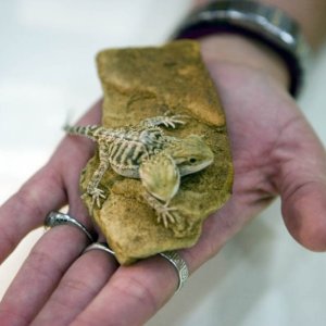 2 headed bearded dragon