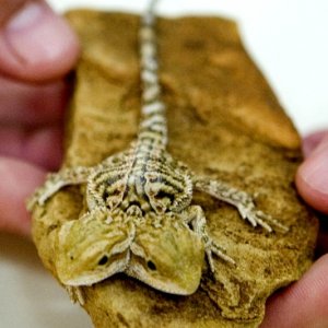 2 headed bearded dragon
