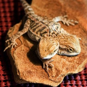 2 headed bearded dragon