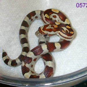 05