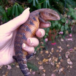 Blue_Tongue_2