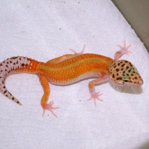Patternless Red Stripe?