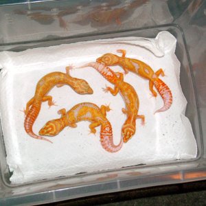 Albino Jungle Giants from Alberto and MattP