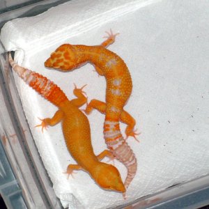 Some Giant Hybinos I made