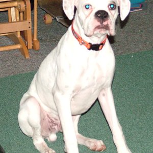 Juno the dog