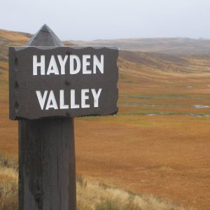 Hayden Valley, Yellowstone National Park