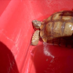 tourtie getting a bath