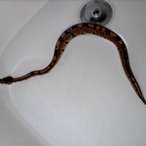 sahara getting her 2nd bath