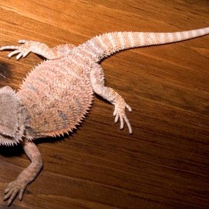 20051008_Female_Dragon