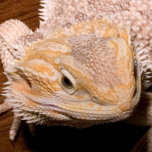 20051008_Dragon_Face