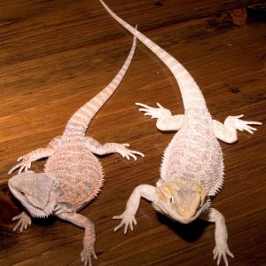 20051008_Two_Dragons