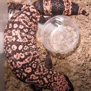 20051008_Female_JL_Gila