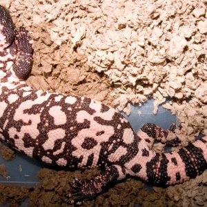 20051008_Female_MS_Gila