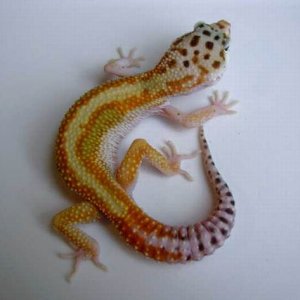 Holdback Male