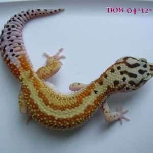 Holdback Female