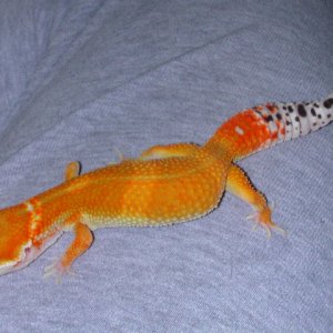 Definite Holdback