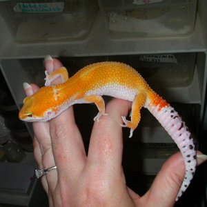 Possible Holdback