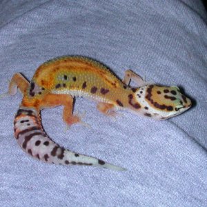 Another Green Project Animal - read below
