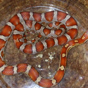 Milk Snake Phase