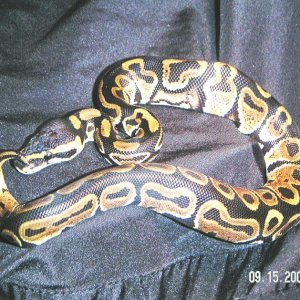HetAlbino01