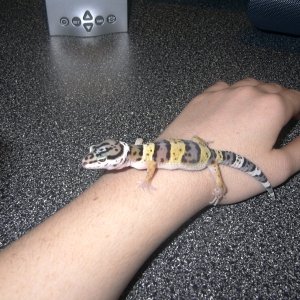 My leo named Onray