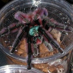 Antilles pink toe tarantula