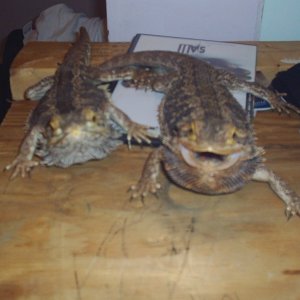 puff and dragon