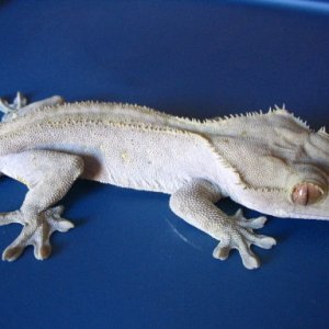 crested_moonglow