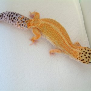 HISS dorsal stripe female
