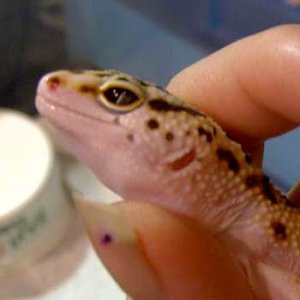 Snake Eyed Stripe