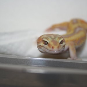 Partial Reverse Stripe Jungle Albino Male