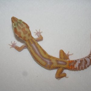Partial Reverse Stripe Jungle Albino Male