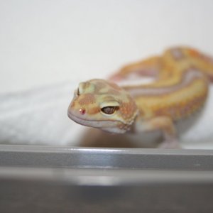 Partial Reverse Stripe Jungle Albino Male