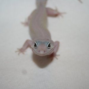 Female Blizzard