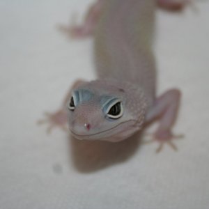 Female Blizzard