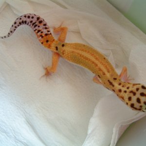 Red Stripe or Tang Dorsal Stripe?