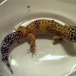 Male hypo