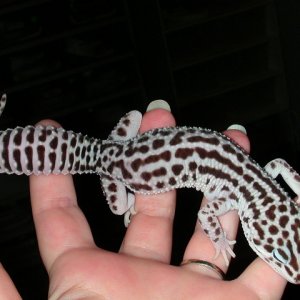 Male Super, Project with A & M Gecko