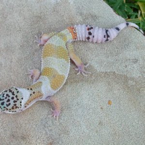 Super Hypo Mack Snow