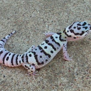 Mack Snow from E.m. montanus Mom