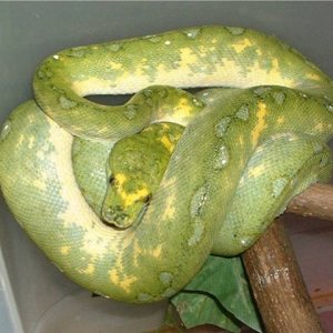 Female Green Tree Python Biak