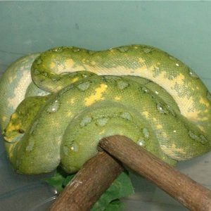 Female Green Tree Python Biak