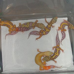 Bell Albinos