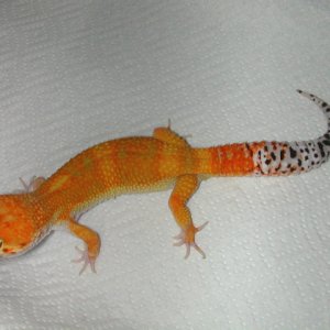"Electra" Project Male