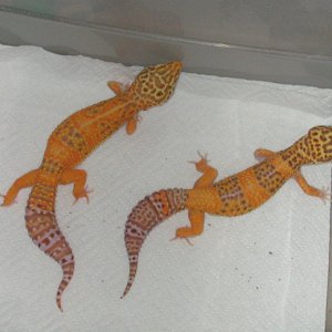 couple of bell females