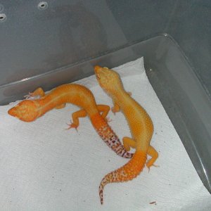 Pair of Bell Hybinos
