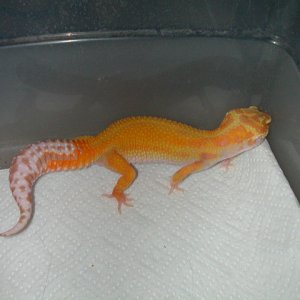 Het Aptor Female